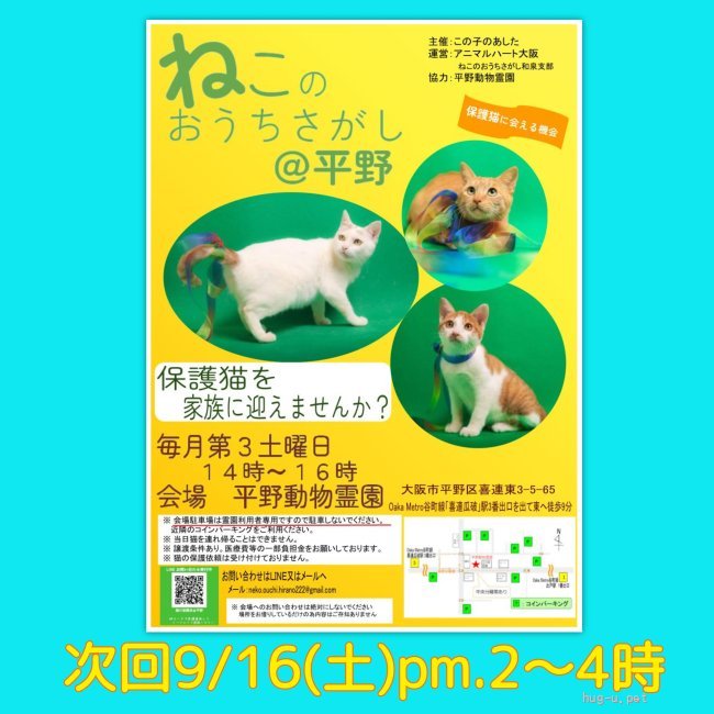 譲渡会 9/16(土)ねこのおうちさがし＠平野(大阪府)｜ハグー -みんなの