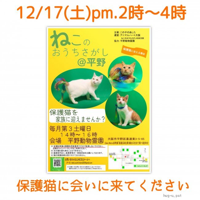 譲渡会 12/17(土) ねこのおうちさがし＠平野(大阪府)｜ハグー