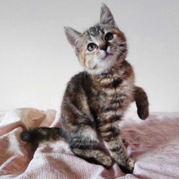 猫の里親募集】東京都・雑種・めずらしい毛色♪ベタ慣れバンビちゃん