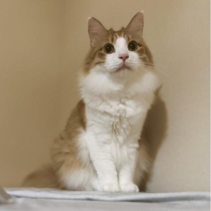 猫の里親募集】東京都・ノルウェージャンフォレストキャット