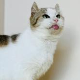 アメリカンカール