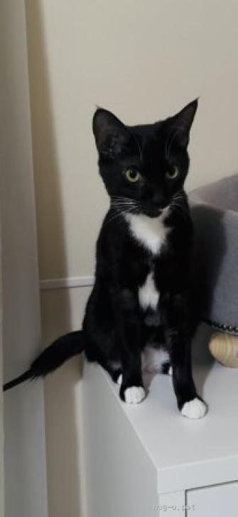 猫の里親募集】東京都・雑種・タキシードを着た足袋ねこ☆ティラミス君