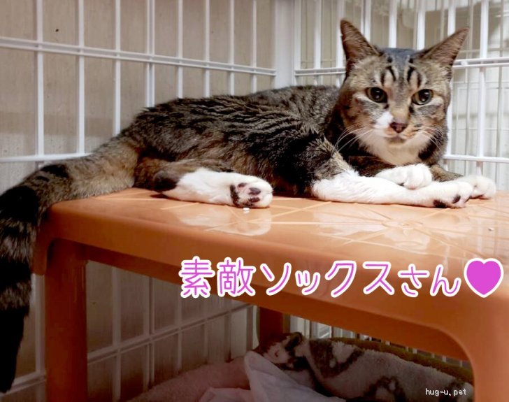 猫の里親募集 東京都 雑種 大人で甘々な はっちゃん ハグー みんなのペット里親情報 Id 05 001