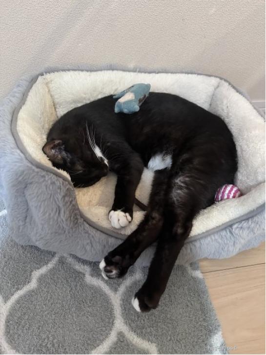 猫の里親募集】東京都・雑種・タキシードを着た足袋ねこ☆ティラミス君