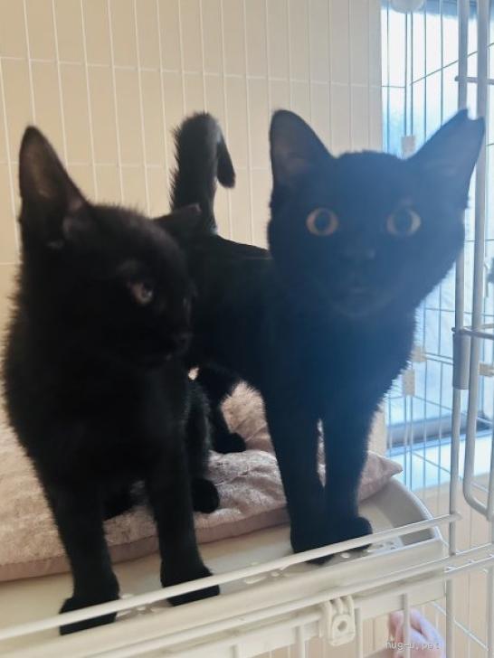 猫の里親募集】東京都・雑種・優しい性格♪ベタ慣れジャスミンちゃん