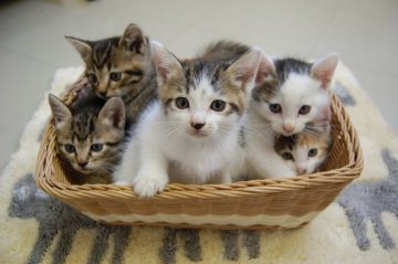 ローラー インディカ なす 富山 猫 保護 - tallbacken.org