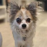 チワワ(ロング)