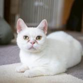 アメリカンショートヘア