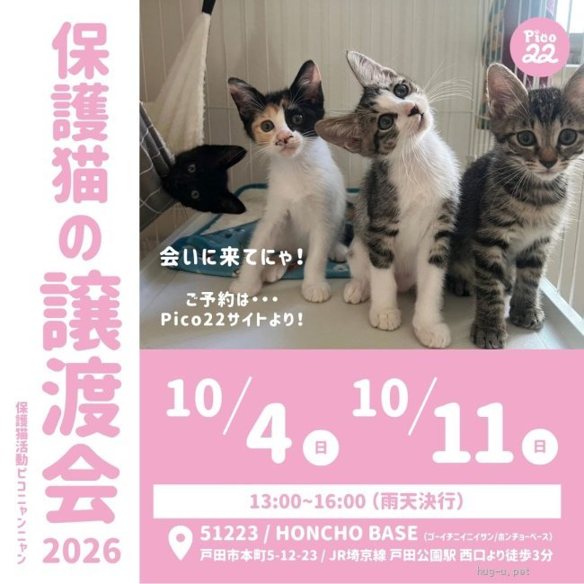 譲渡会 保護猫の譲渡会(埼玉県)｜ハグー -みんなのペット里親情報