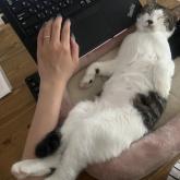 雑種