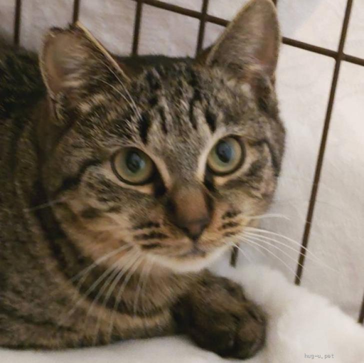 猫の里親募集】神奈川県・雑種・クリスマス隊3きょうだい ホーリーくん