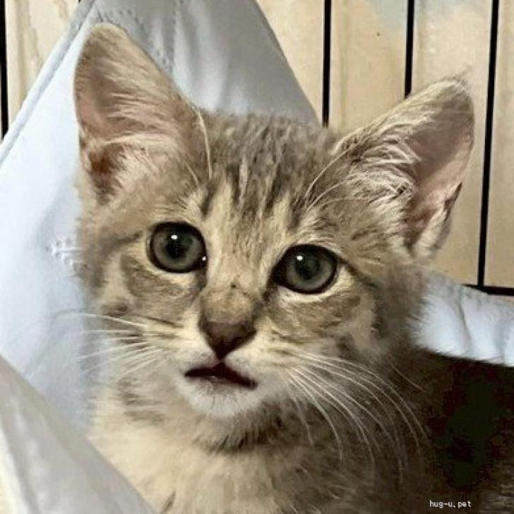 猫の里親募集】神奈川県・雑種・可愛いお顔の女の子 珍しいグレー