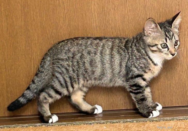 猫の里親募集】神奈川県・雑種・白靴下はいてるキジトラ男の子