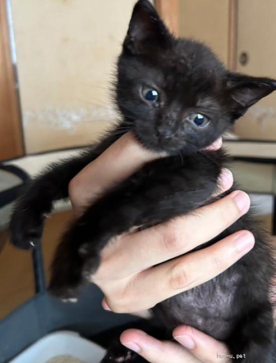 猫の里親募集】神奈川県・雑種・黒猫ゴー君 2ヶ月（ID:2408-00641
