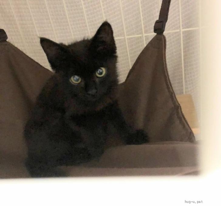猫の里親募集】神奈川県・雑種・おてんばな黒猫女のコ、幸運の