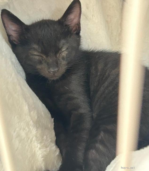 猫の里親募集】神奈川県・雑種・黒猫ゴー君 2ヶ月（ID:2408-00641