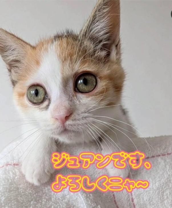 猫の里親募集】神奈川県・雑種・きょうだいで保護されたミケちゃん