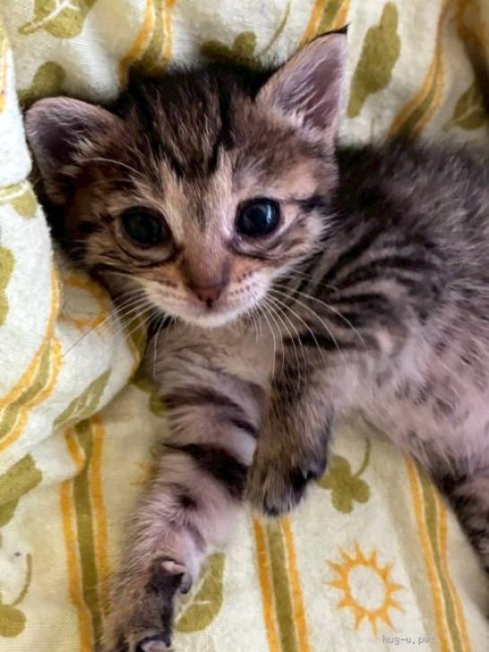 猫の里親募集】神奈川県・雑種・きょうだいで保護されたキジトラ♀（ID