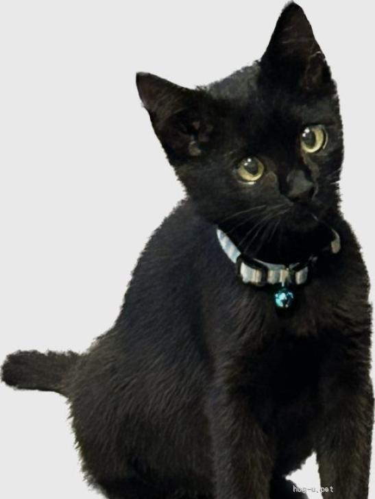 猫の里親募集】神奈川県・雑種・おてんばな黒猫女のコ、幸運の