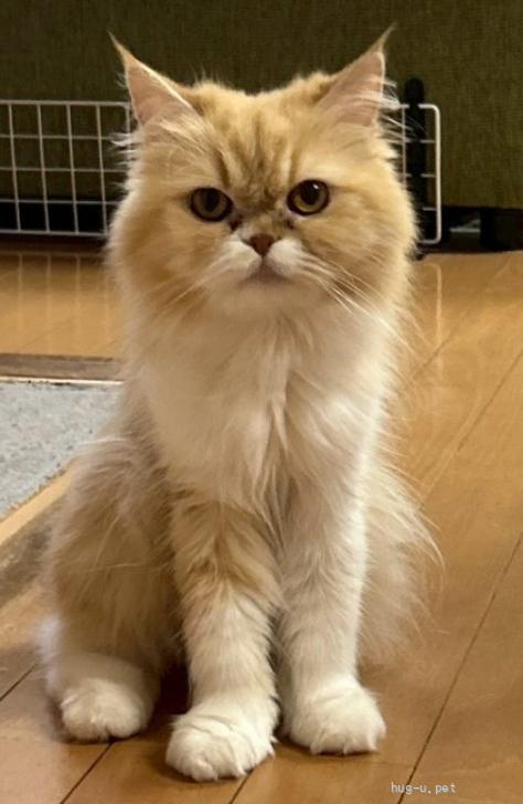 猫の里親募集】神奈川県・ラガマフィン・ブリーダーレスキューの