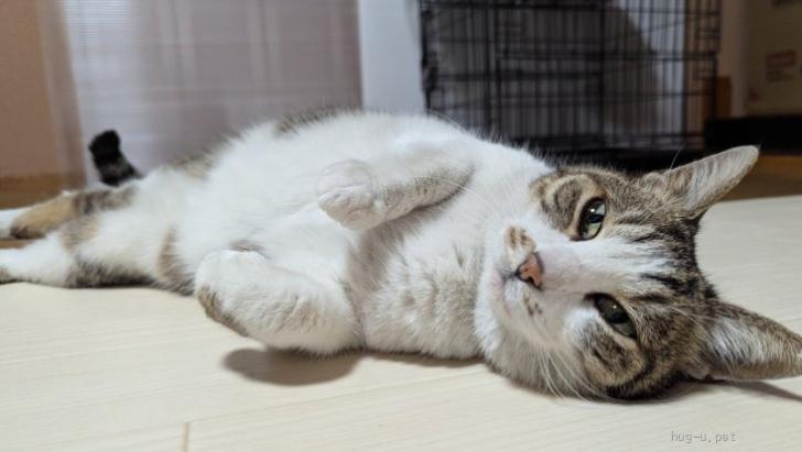 猫の里親募集】神奈川県・雑種・愛されてね❤️キジ白まるちゃん（ID