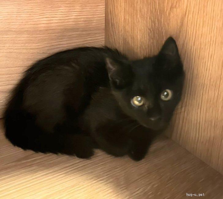 猫の里親募集】神奈川県・雑種・おてんばな黒猫女のコ、幸運の