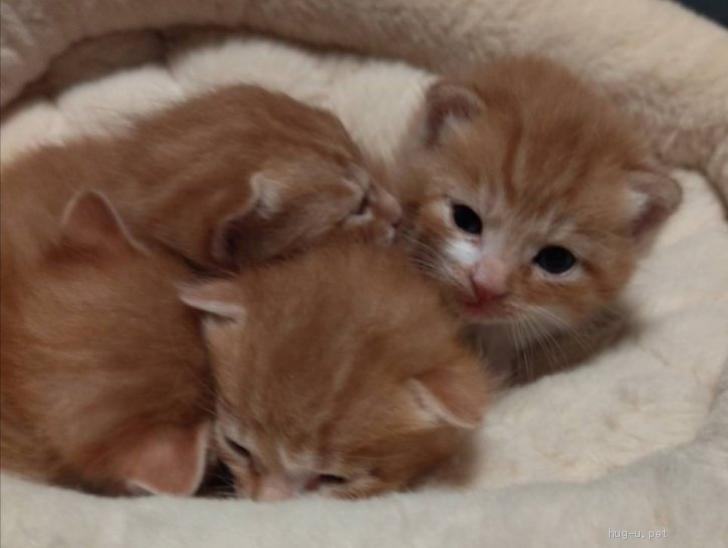 猫の里親募集】神奈川県・雑種・立派に子育てを終えた孤高の茶トラ美猫