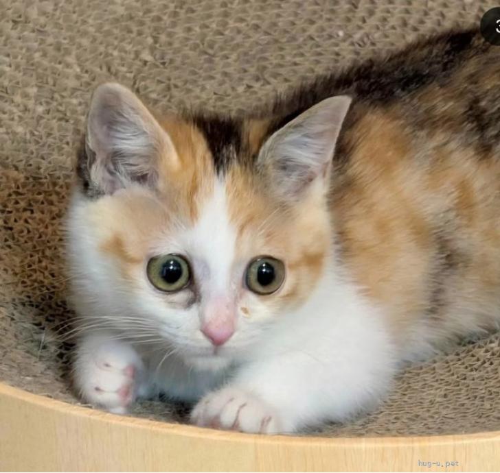 猫の里親募集】神奈川県・雑種・きょうだいで保護されたミケちゃん