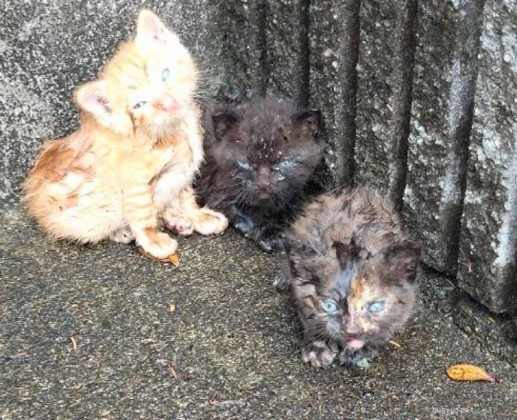 猫の里親募集】神奈川県・雑種・美形のサビ猫オクちゃん❤️1ヶ月（ID