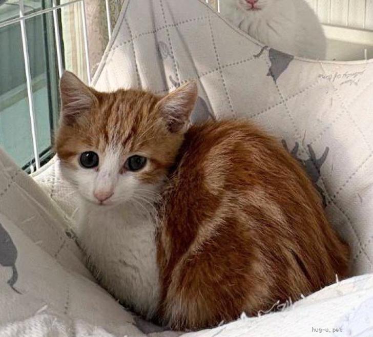 猫の里親募集】神奈川県・雑種・マーブル模様の茶白の男の子2.5ヶ月