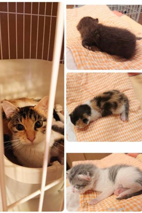 猫の里親募集】神奈川県・雑種・子育て終えたしっかり者の三毛猫ひめ