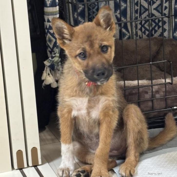 犬の里親募集】埼玉県・雑種・可愛いうみちゃん（ID:2604-00789