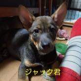 雑種