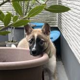 雑種
