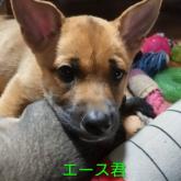 雑種
