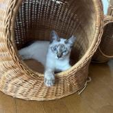 雑種
