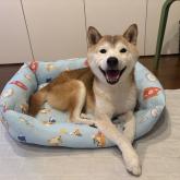 柴犬