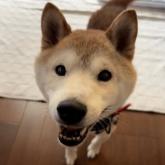 柴犬