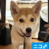雑種