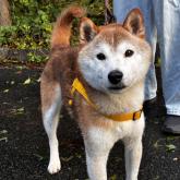 柴犬
