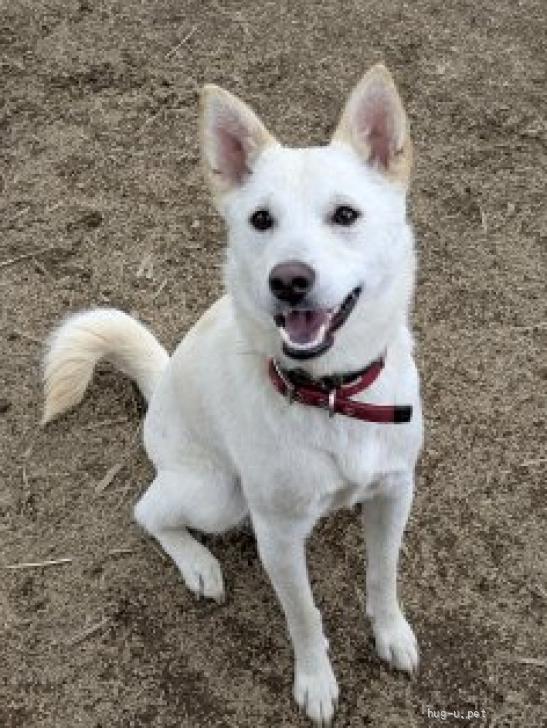 犬の里親募集】埼玉県・雑種・甘えん坊 白柴系 ゆきちゃん（ID:2511