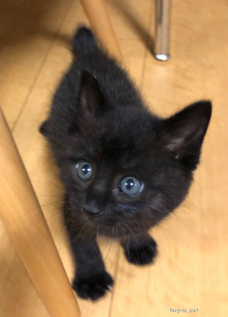 猫の里親募集】静岡県・雑種・顔も体もまん丸コロコロ小熊っぽい黒猫 