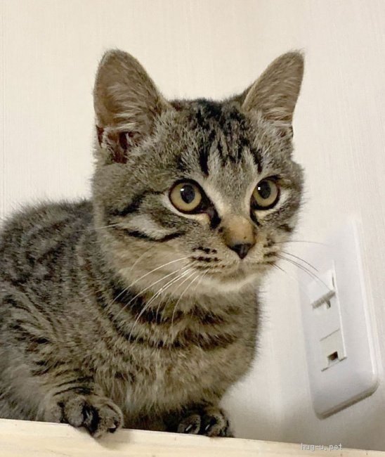 トラしっぽ様おまとめ専用ページになります 楽天市場】なめけるキッカー とらさんのしっぽ (34681) ゴロ