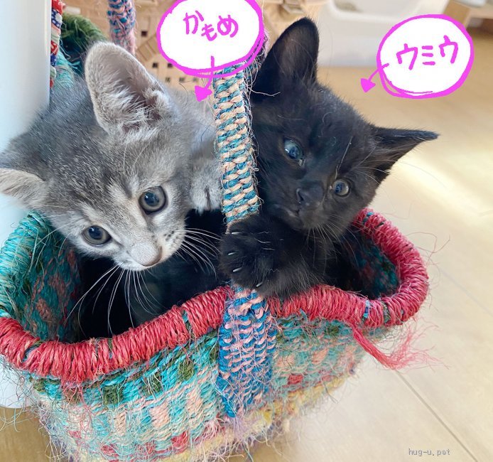 猫の里親募集】静岡県・雑種・顔も体もまん丸コロコロ小熊っぽい黒猫 