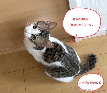 猫の里親募集】静岡県・雑種・おっとり優しく猫大好き♥シャイで小柄な 