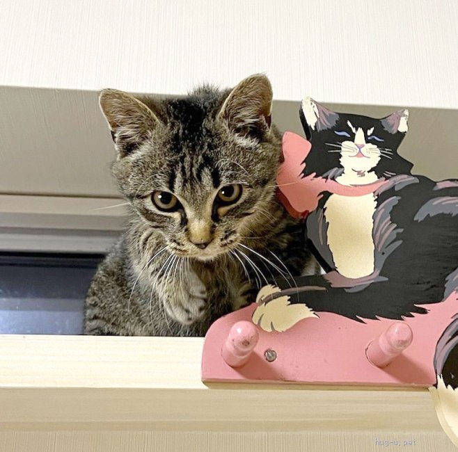 猫の里親募集】静岡県・雑種・おっとり優しく甘ったれで寂しがり