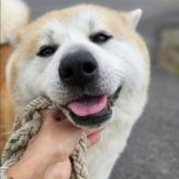 秋田犬
