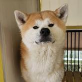 秋田犬