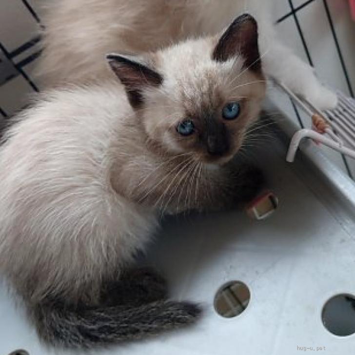 シャムちゃん 猫の里親募集】福島県・シャム・ブルーアイのシャムちゃん（ID:2507