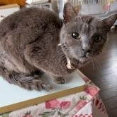 ロシアンブルー